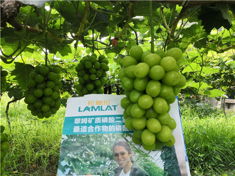 水溶肥，拉姆拉，翠姆