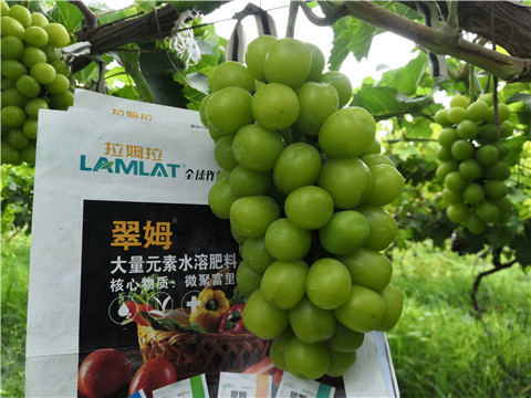 水溶肥，拉姆拉，翠姆