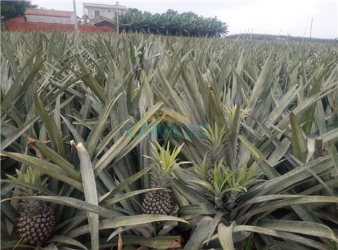 水溶肥，拉姆拉，翠姆