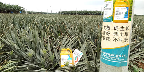 水溶肥，拉姆拉，翠姆