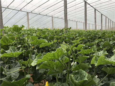 小分子有機(jī)碳，拉姆拉，翠姆