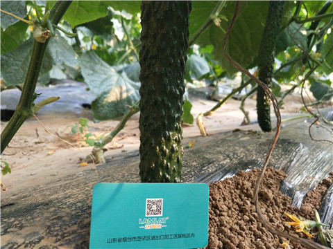 小分子有機(jī)碳，拉姆拉，翠姆