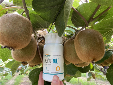 硼肥，拉姆拉，翠姆