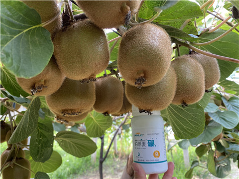 硼肥，拉姆拉，翠姆