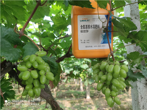 生根劑，拉姆拉，翠姆