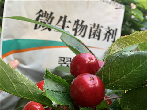 微生物菌劑，拉姆拉，翠姆