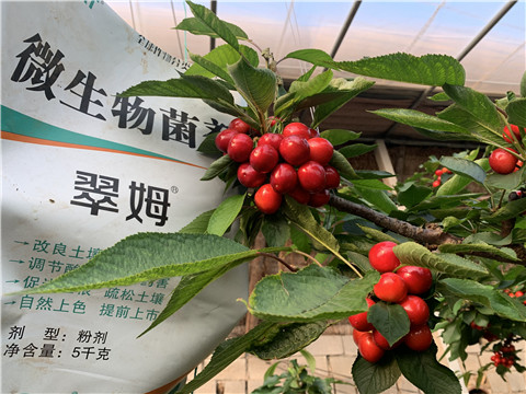 微生物菌劑，拉姆拉，翠姆