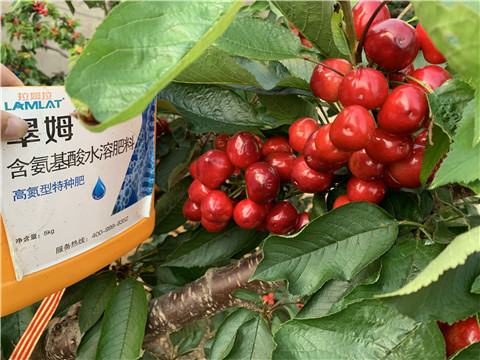 水溶肥，拉姆拉，翠姆