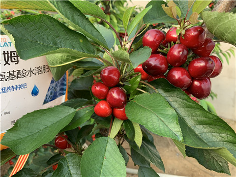 水溶肥，拉姆拉，翠姆