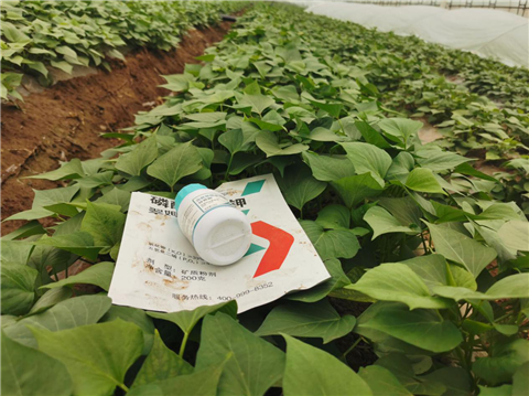 水溶肥，拉姆拉，翠姆