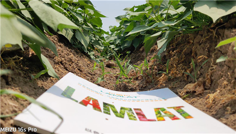 水溶肥，拉姆拉，翠姆