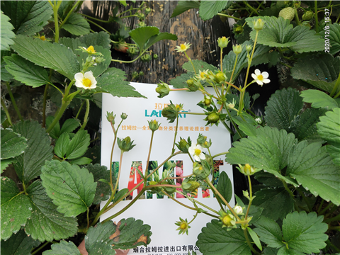 水溶肥，拉姆拉，翠姆