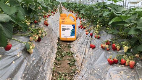 水溶肥，拉姆拉，翠姆