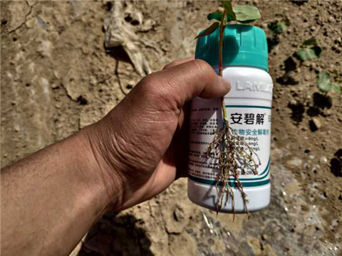 水溶肥，拉姆拉，翠姆