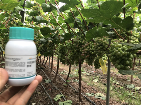 水溶肥，拉姆拉，翠姆