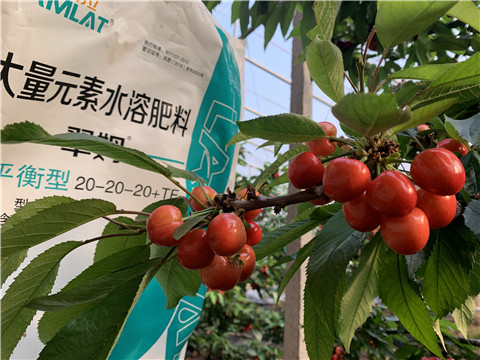 大量元素水溶肥，拉姆拉，翠姆