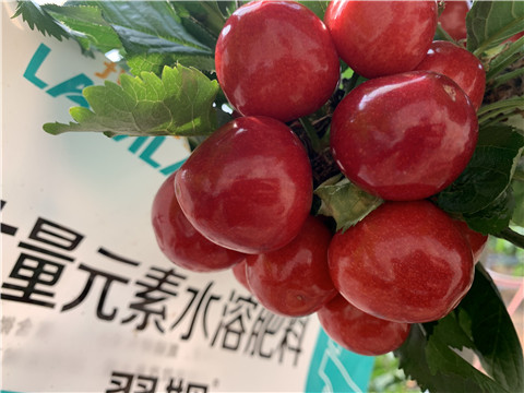 大量元素水溶肥，拉姆拉，翠姆