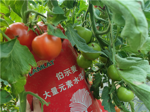 水溶肥，拉姆拉，伯示麥