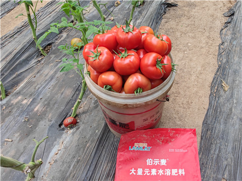 水溶肥，拉姆拉，伯示麥