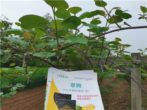 小分子有機(jī)碳，拉姆拉，翠姆