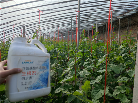 水溶肥，拉姆拉，翠姆