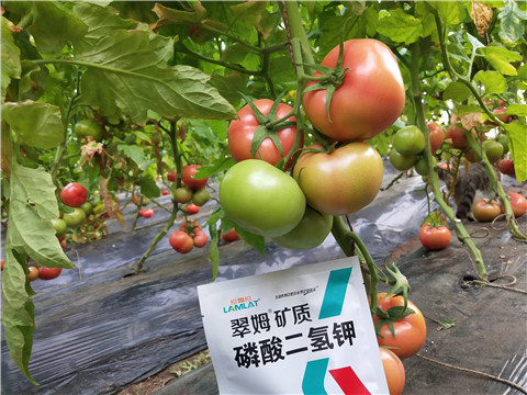 磷酸二氫鉀，拉姆拉，翠姆