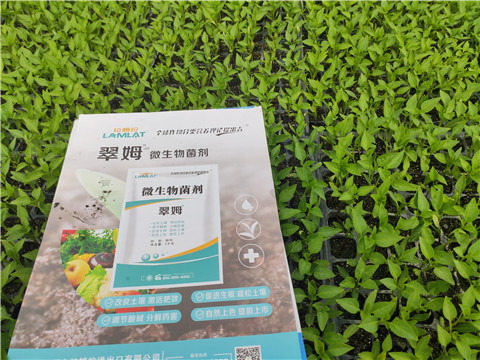 水溶肥，拉姆拉，翠姆