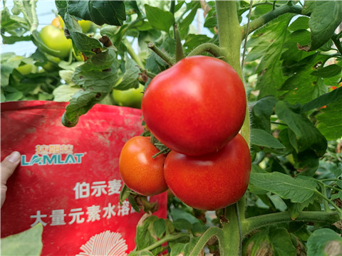 水溶肥，拉姆拉，伯示麥 