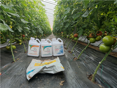 水溶肥，拉姆拉，伯示麥 