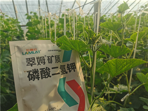 水溶肥，拉姆拉，翠姆