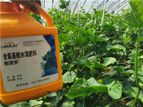 水溶肥，拉姆拉，翠姆