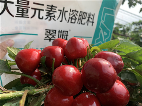 水溶肥，拉姆拉，翠姆