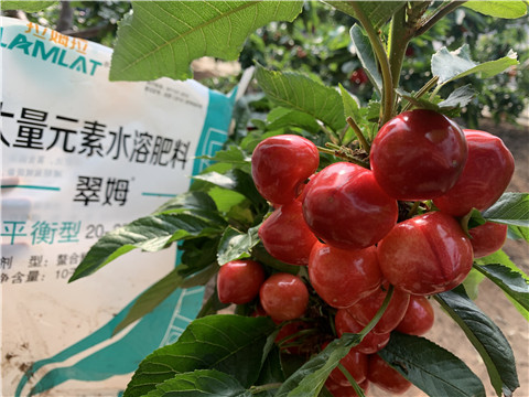 水溶肥，拉姆拉，翠姆