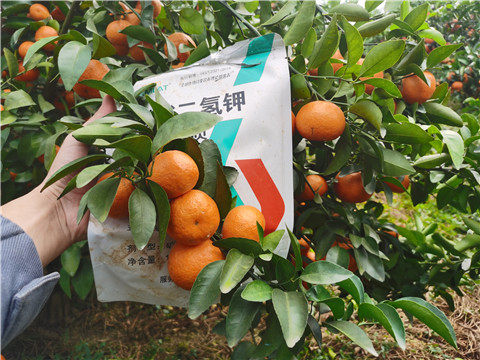 葉面肥，拉姆拉，翠姆