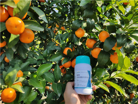 葉面肥，拉姆拉，翠姆