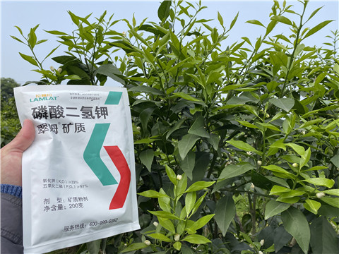 葉面肥，拉姆拉，翠姆