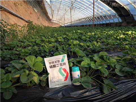 草莓施肥管理，拉姆拉，翠姆