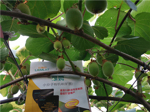 水溶肥，拉姆拉，翠姆