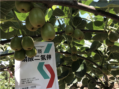 水溶肥，拉姆拉，翠姆