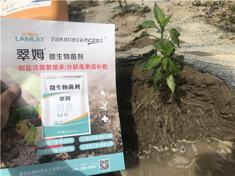 辣椒，拉姆拉，翠姆