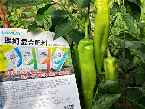 辣椒，拉姆拉，翠姆