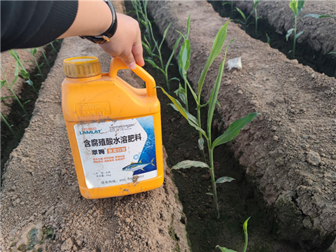 大姜，拉姆拉，翠姆