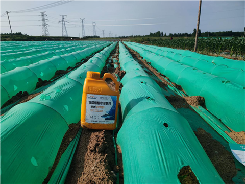 大姜，拉姆拉，翠姆