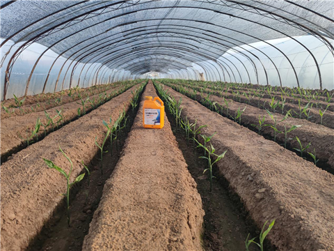 大姜，拉姆拉，翠姆