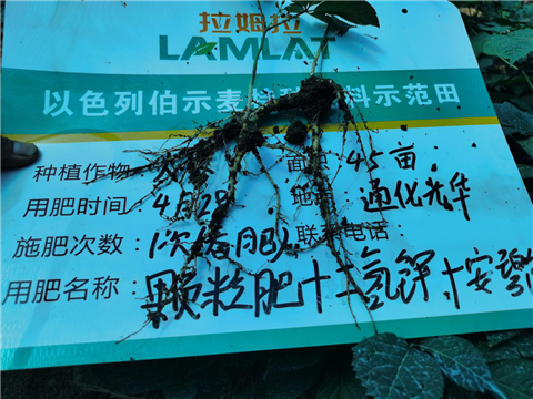 水溶肥，拉姆拉，翠姆