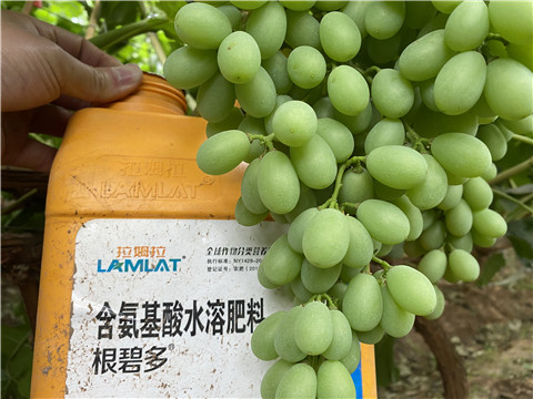 生根劑，翠姆，拉姆拉