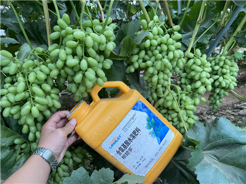 生根劑，翠姆，拉姆拉