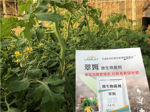 微生物菌劑，翠姆，拉姆拉