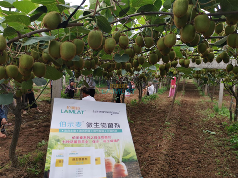 生根劑，翠姆，拉姆拉