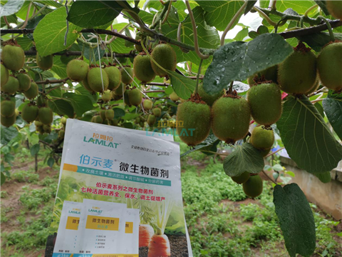 生根劑，翠姆，拉姆拉